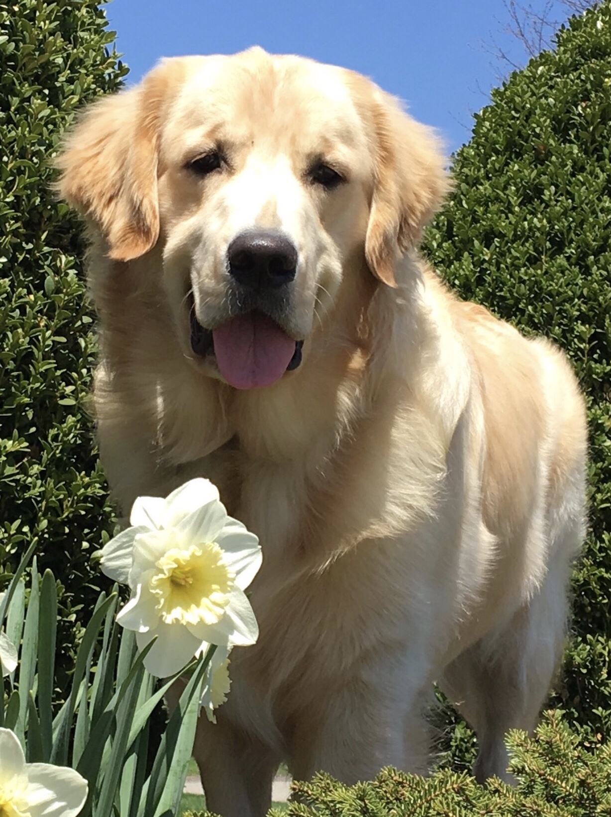 Our 2021 Litters & Pricing Goldenrod Kennels