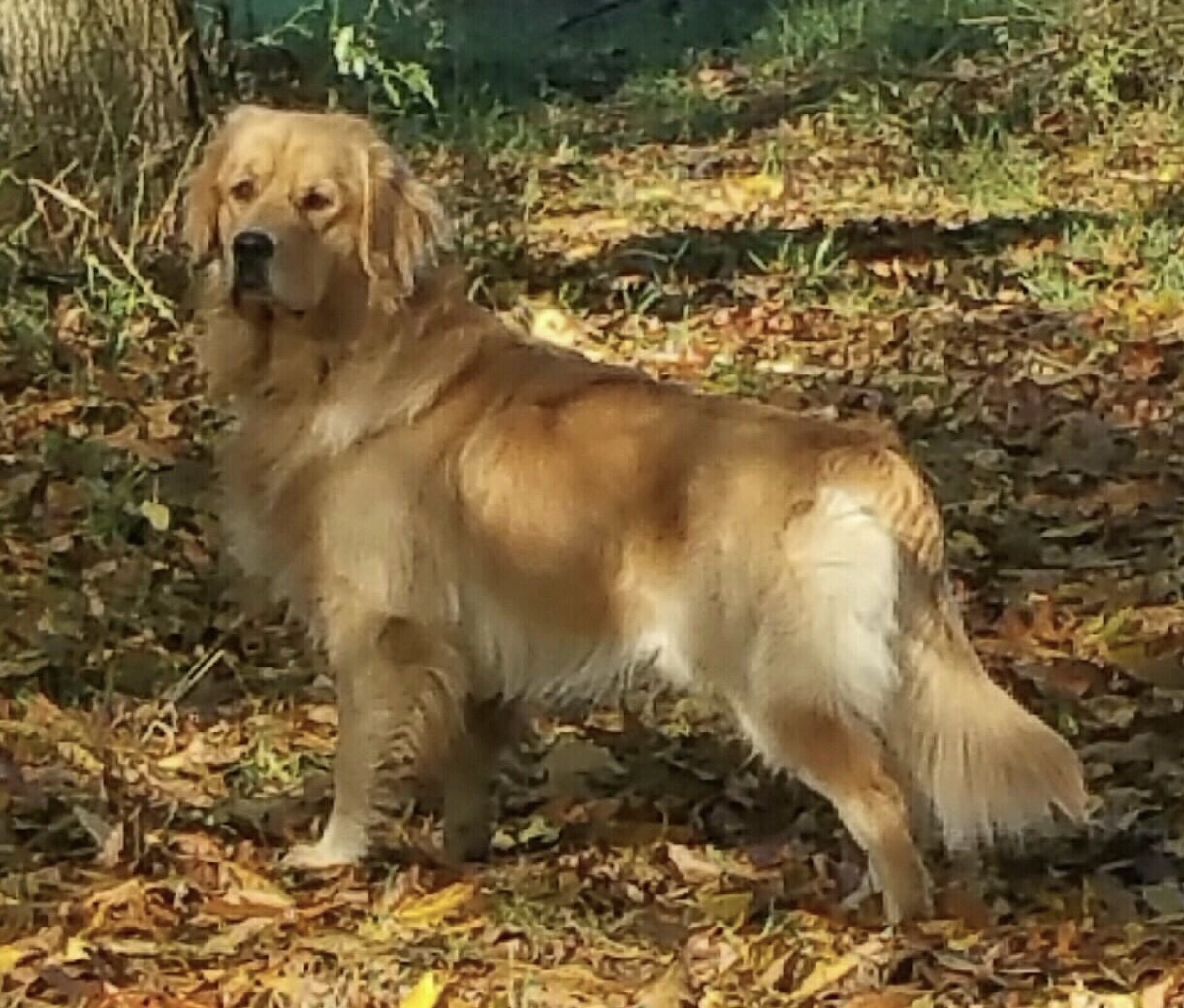 Our 2021 Litters & Pricing Goldenrod Kennels