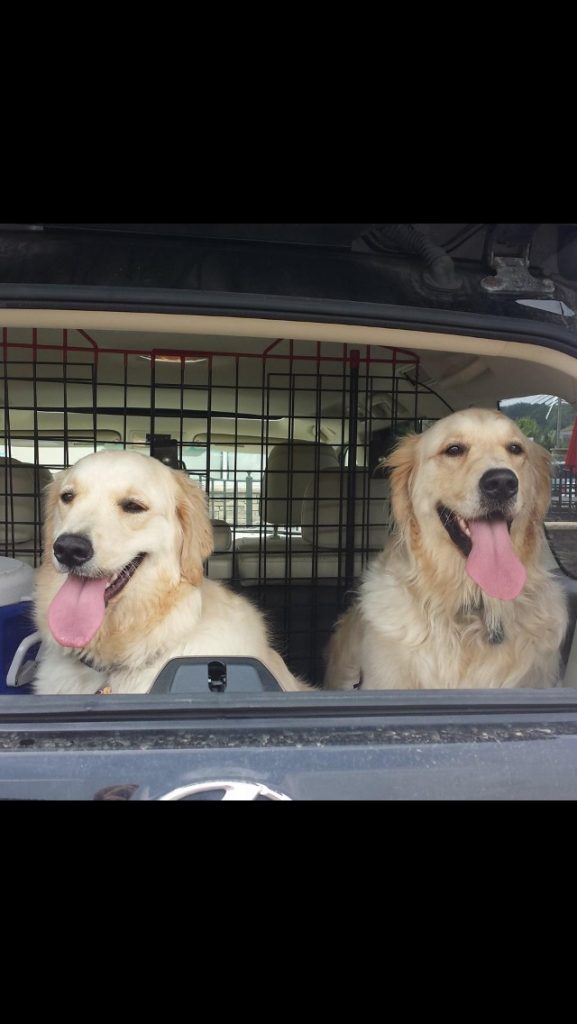 GALLERY Goldenrod Kennels