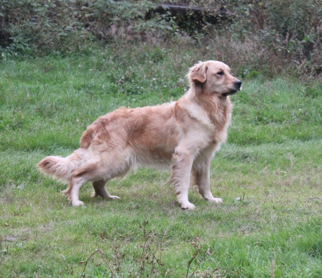 GALLERY Goldenrod Kennels