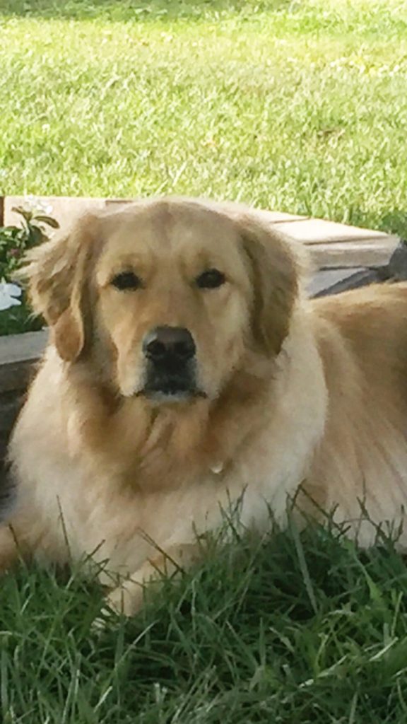 GALLERY Goldenrod Kennels