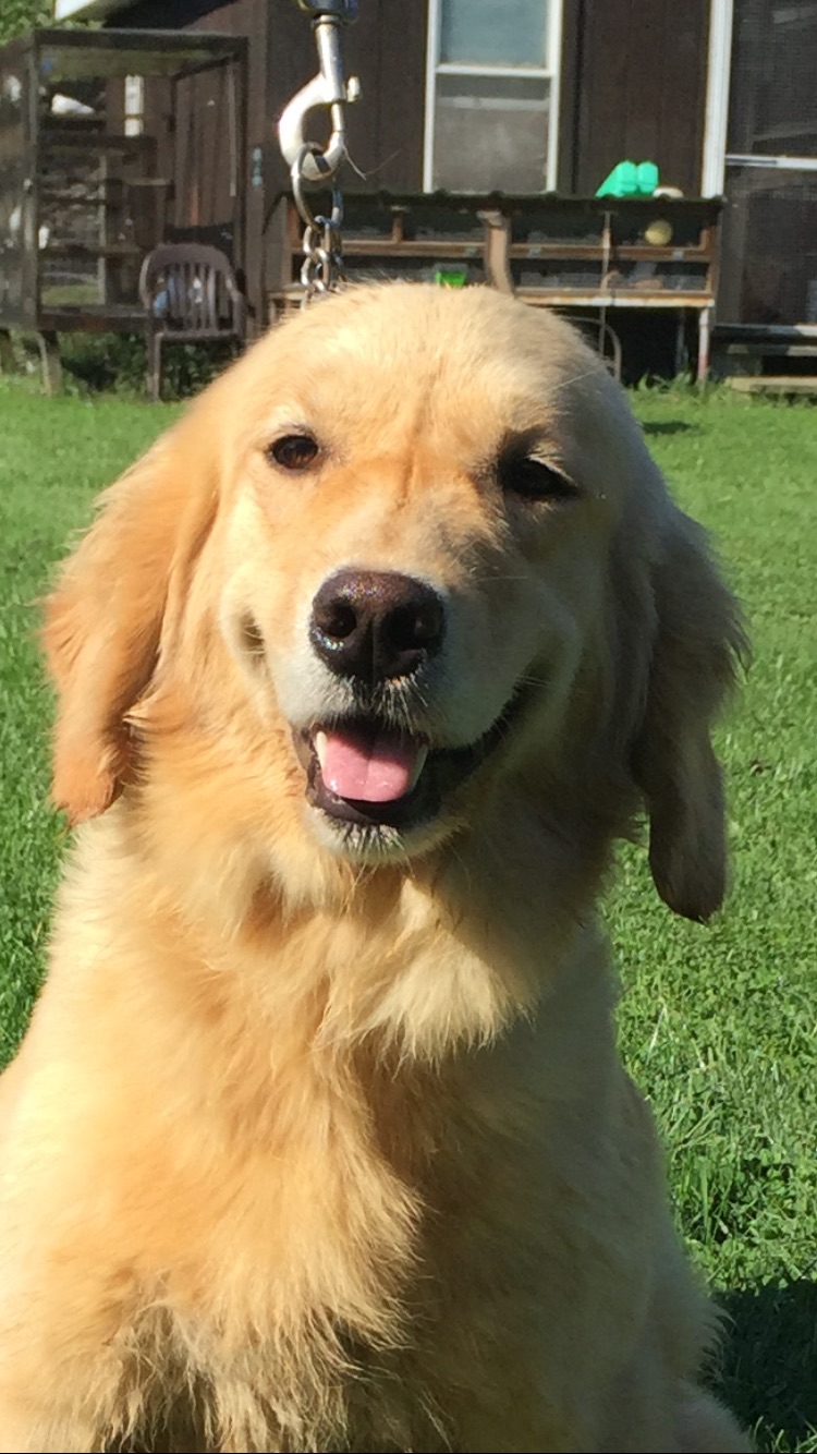 GALLERY Goldenrod Kennels