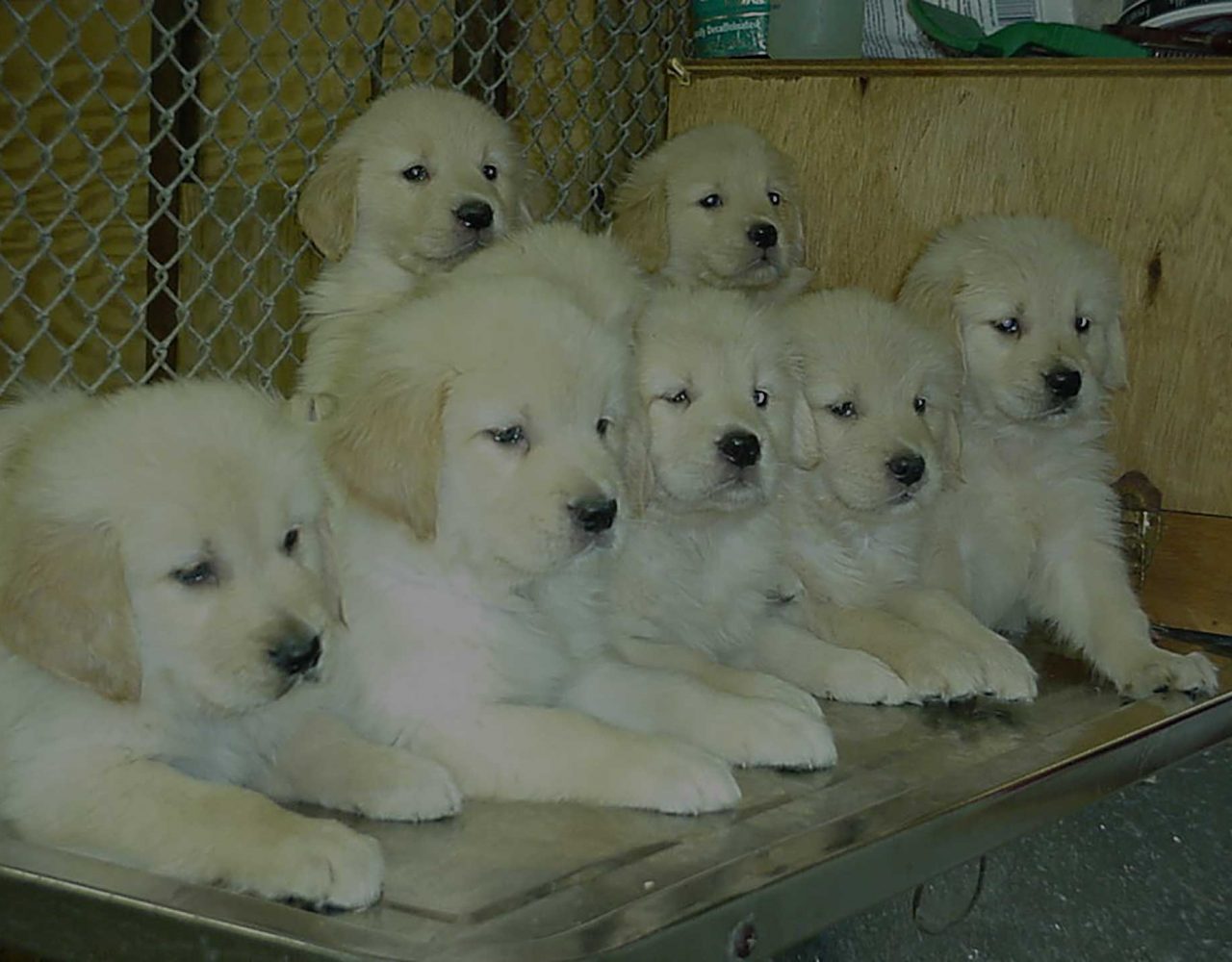 Goldenrod Kennels Western PA's Premier Golden Retriever Breeder