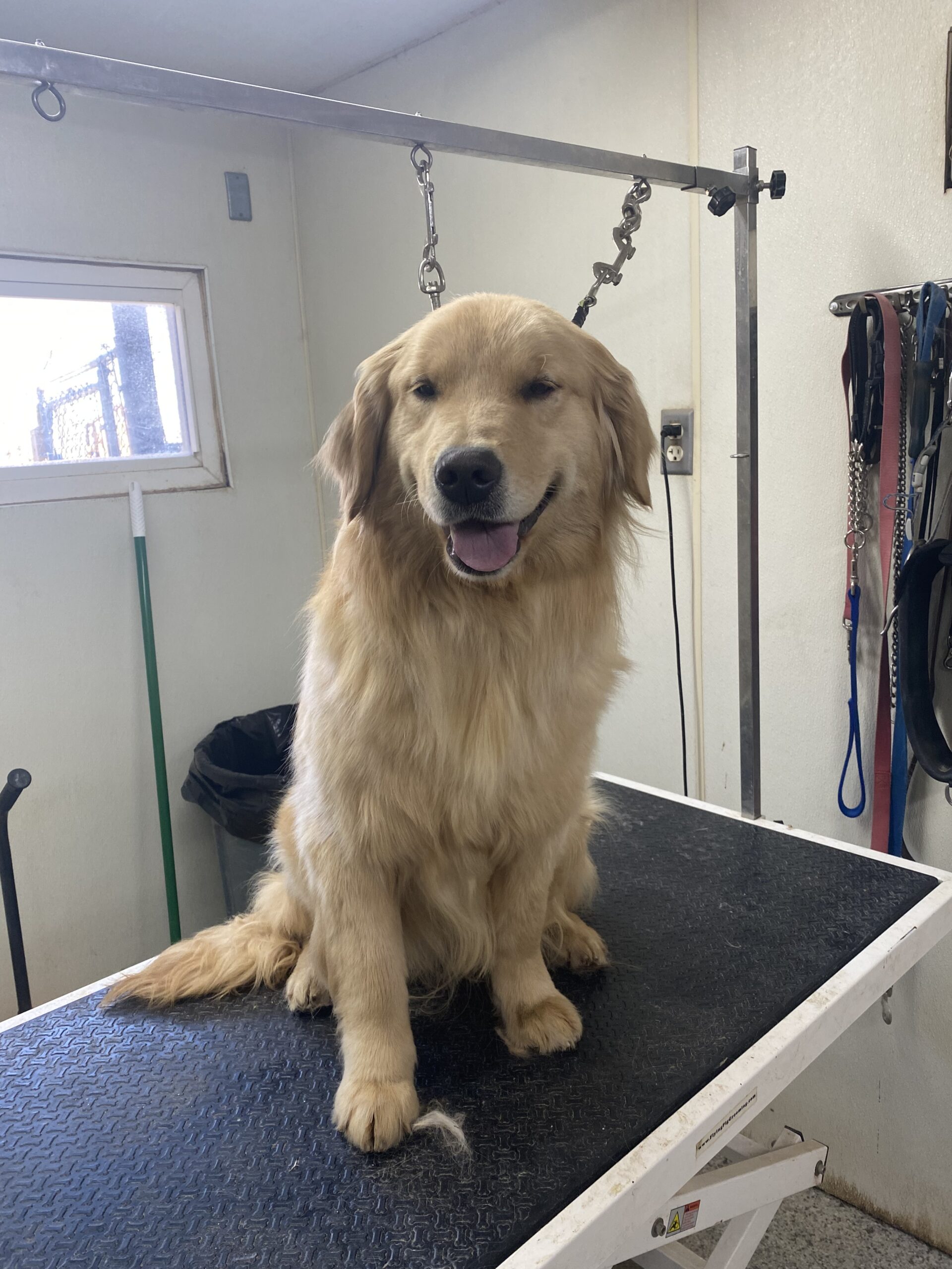 Our Kennels Goldenrod Kennels