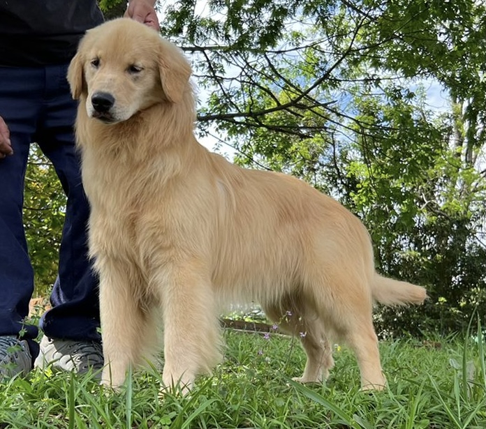 Our Gang Goldenrod Kennels