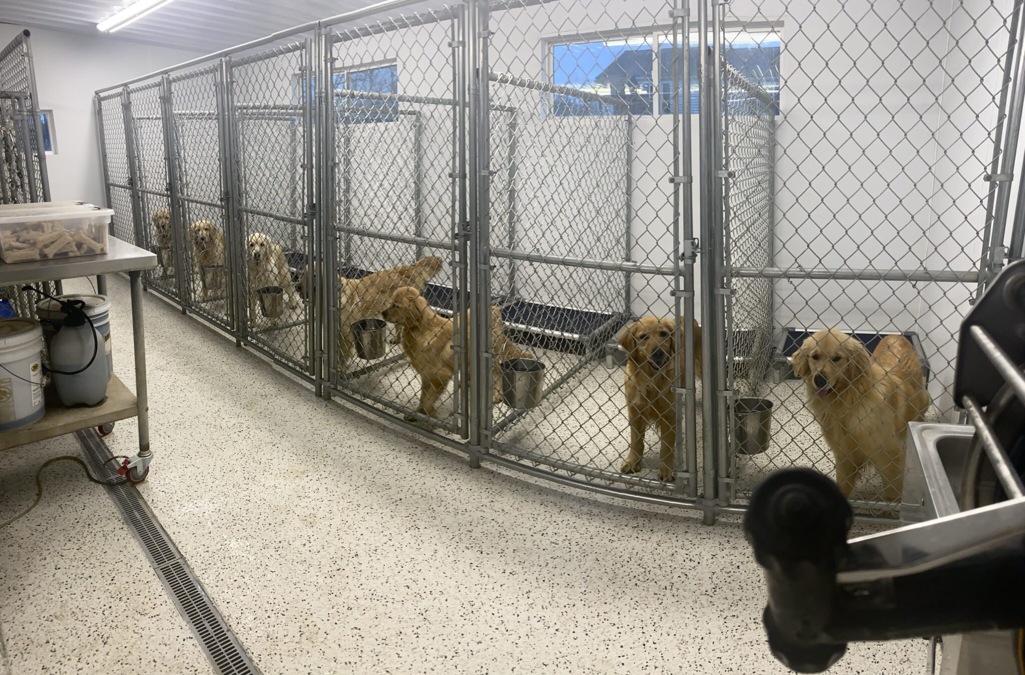Our Kennels Goldenrod Kennels