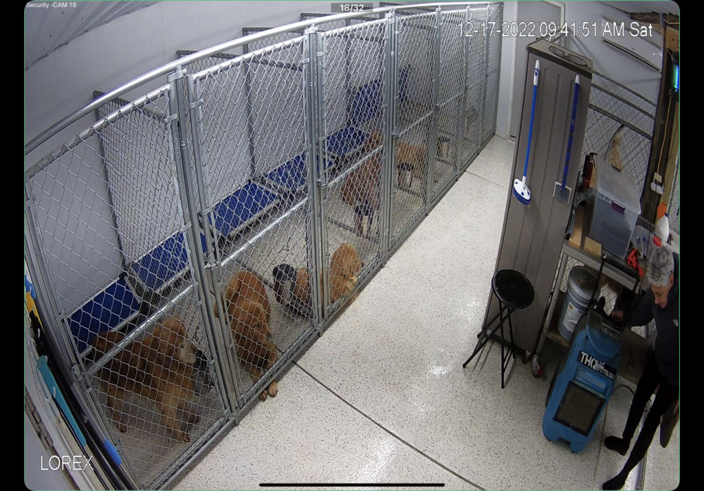 Our Kennels Goldenrod Kennels