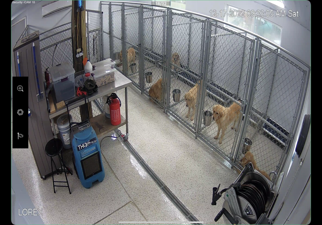 Our Kennels Goldenrod Kennels