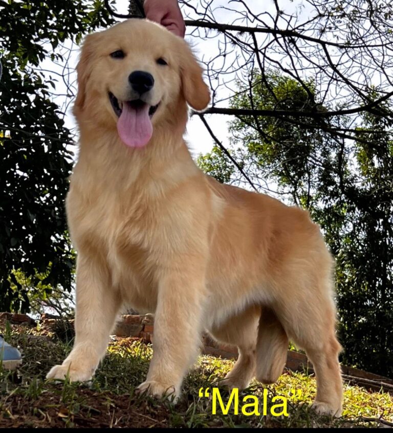 Our Gang Goldenrod Kennels