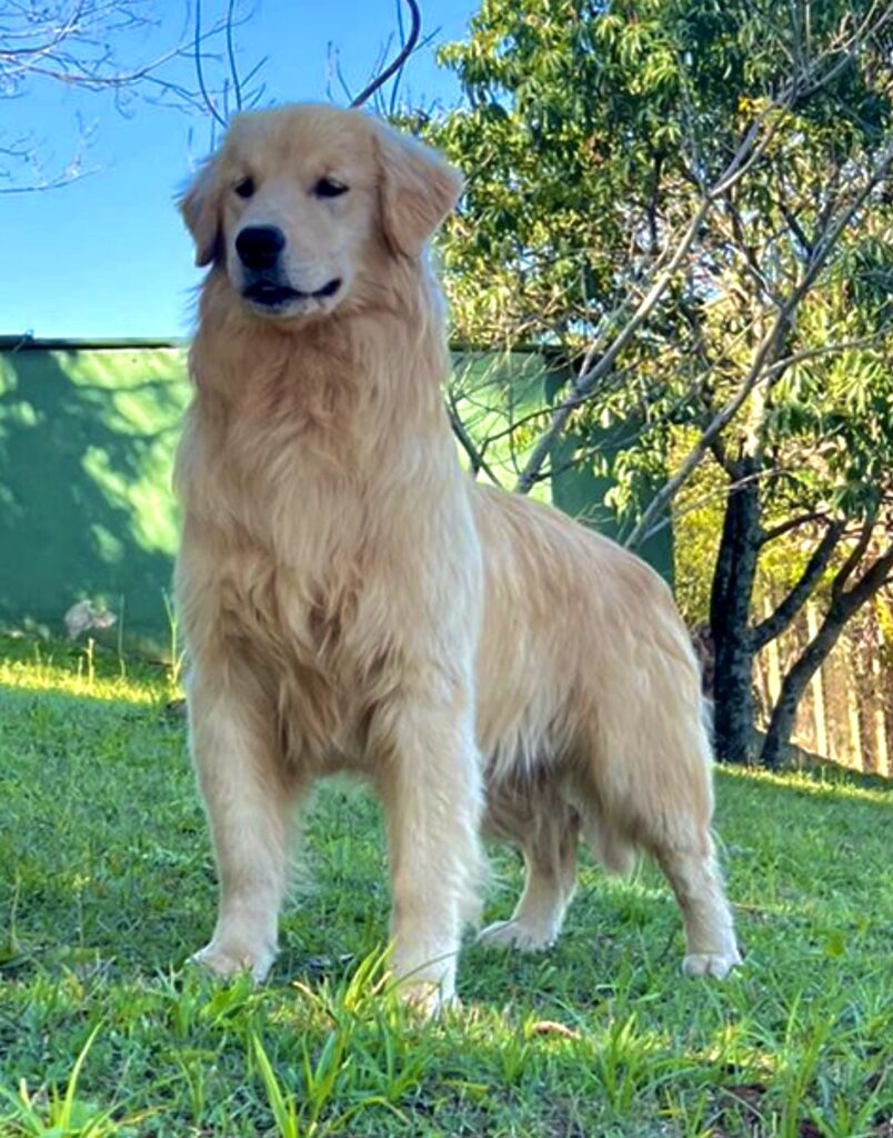 Our Gang Goldenrod Kennels