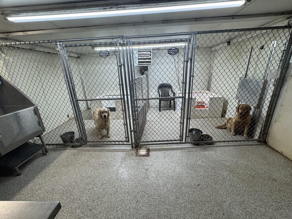 This is our whelping room where the pups are born and raised, it’s also heated an air conditioned
